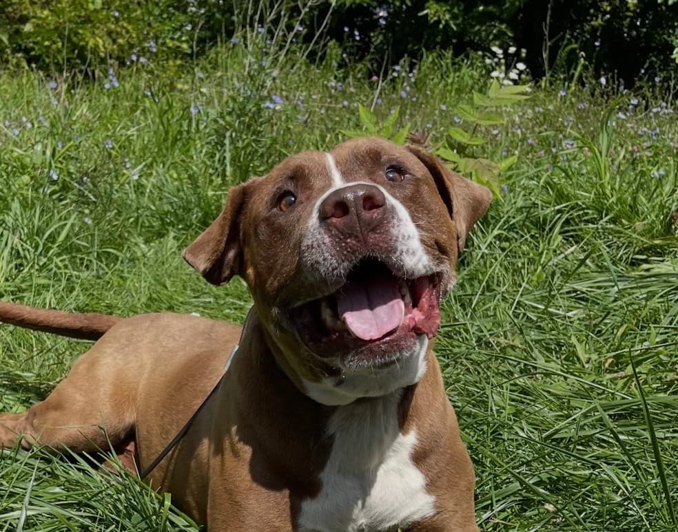 A New Leash on Life: How Dog Aide Transformed Their Volunteer Program Through Research